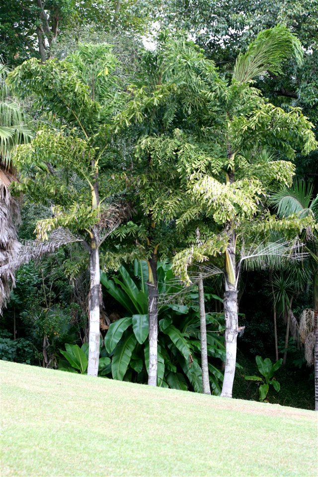 Caryota urens, Fishtail palm or Wine palm, Alberon Park, Parnell, New Zealand