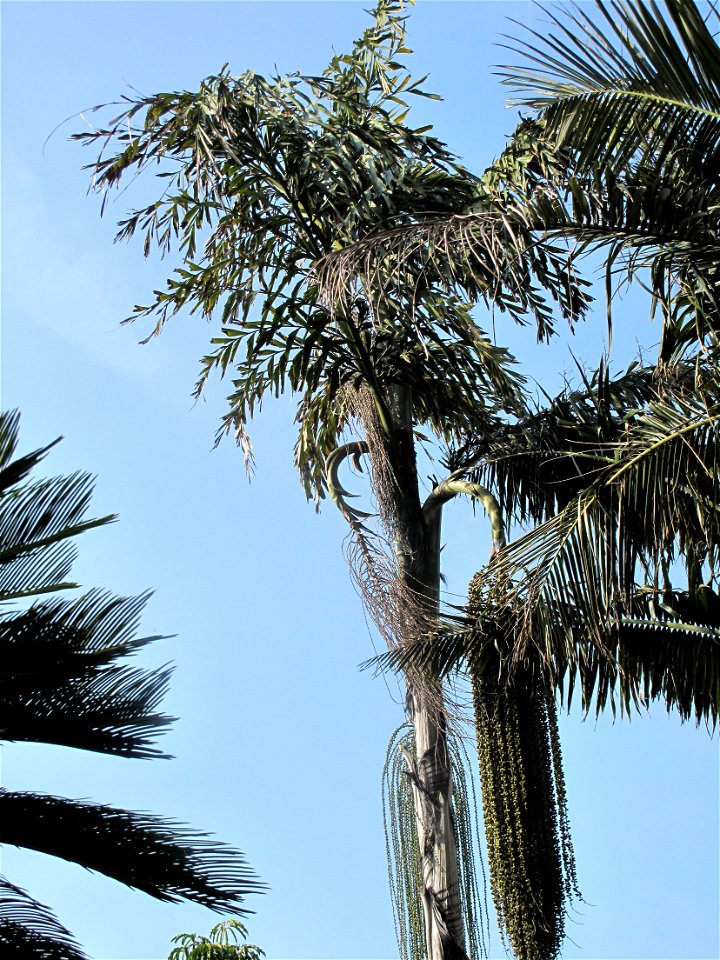 Palmtree Caryota urens in the garden of the villa Maria Serena in Menton (Alpes-Maritimes, France). Identified by botanic label.