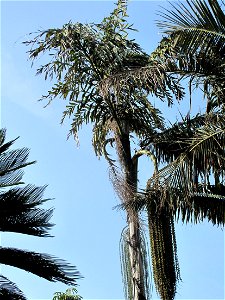 Palmtree Caryota urens in the garden of the villa Maria Serena in Menton (Alpes-Maritimes, France). Identified by botanic label.