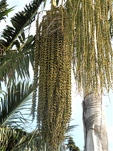 Fruit of a palmtree Caryota urens in the garden of the villa Maria Serena in Menton (Alpes-Maritimes, France). Identified by botanic label.