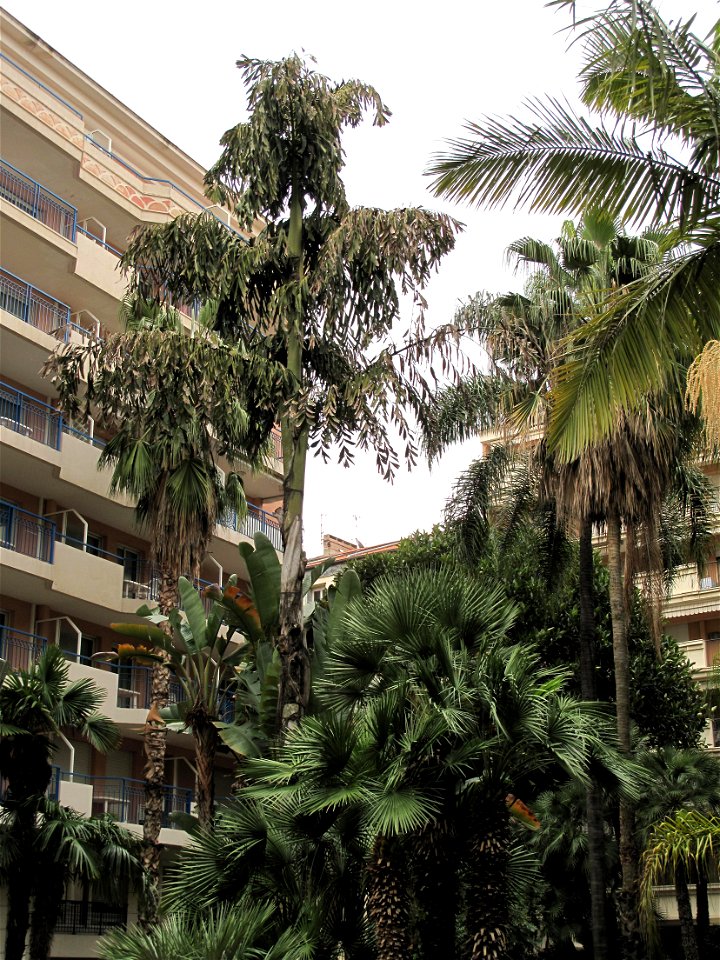 Caryota urens in the Square des États-Unis in Menton (Alpes-Maritimes, France).