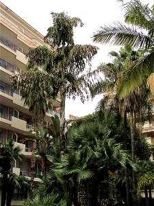Caryota urens in the Square des États-Unis in Menton (Alpes-Maritimes, France).