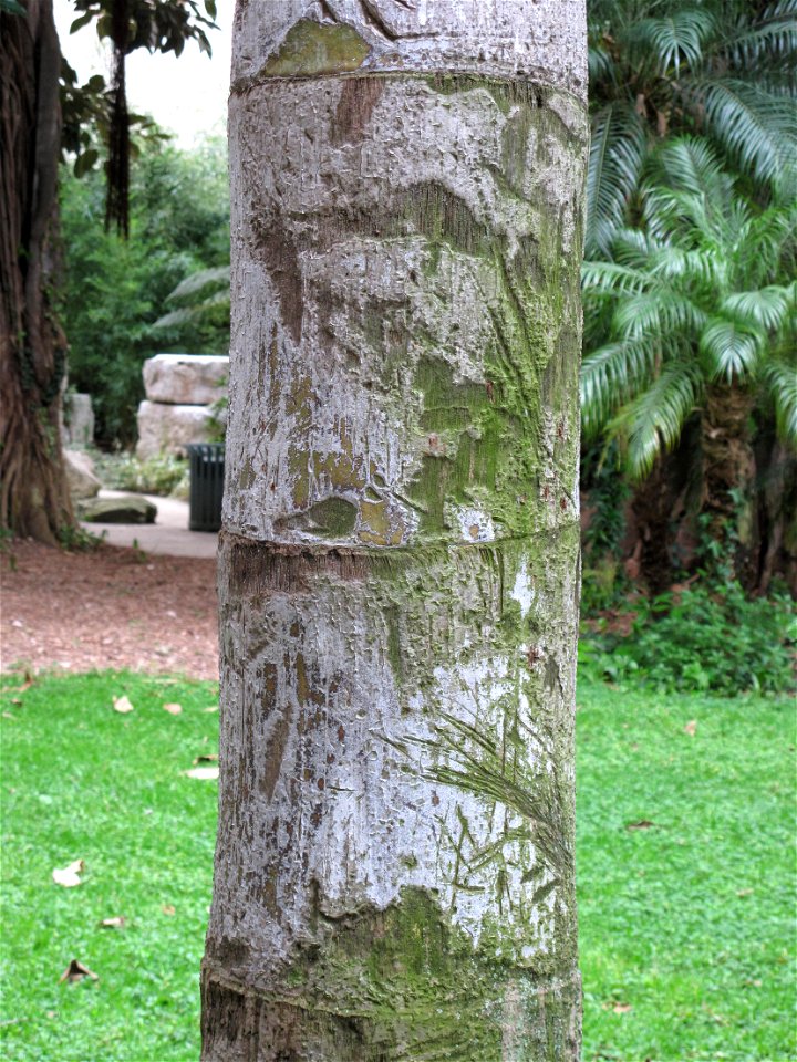 Trunk of Caryota urens in the Square des États-Unis in Menton (Alpes-Maritimes, France).