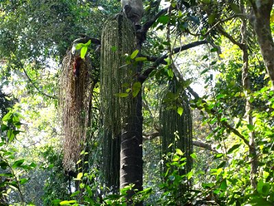 Malabar Giant Squirrel seen on top of Caryota urens. Seen in Ganeshgudi Karnataka