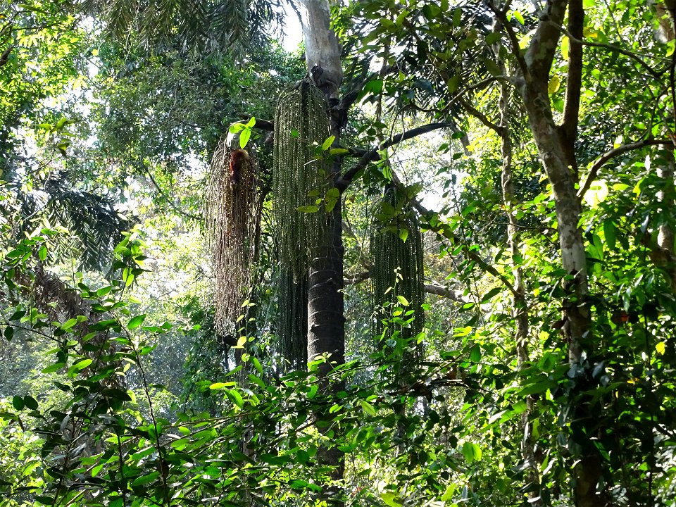 Malabar Giant Squirrel seen on top of Caryota urens. Seen in Ganeshgudi Karnataka