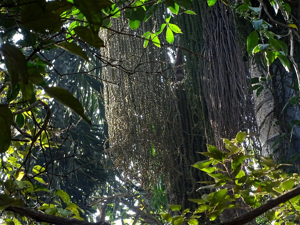 Malabar Giant Squirrel seen on top of Caryota urens. Seen in Ganeshgudi Karnataka