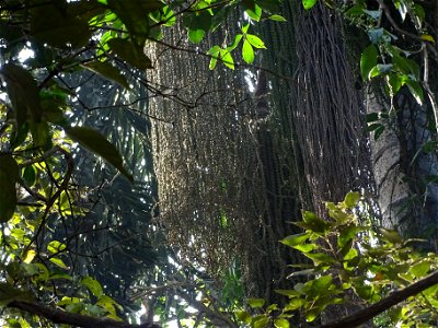 Malabar Giant Squirrel seen on top of Caryota urens. Seen in Ganeshgudi Karnataka
