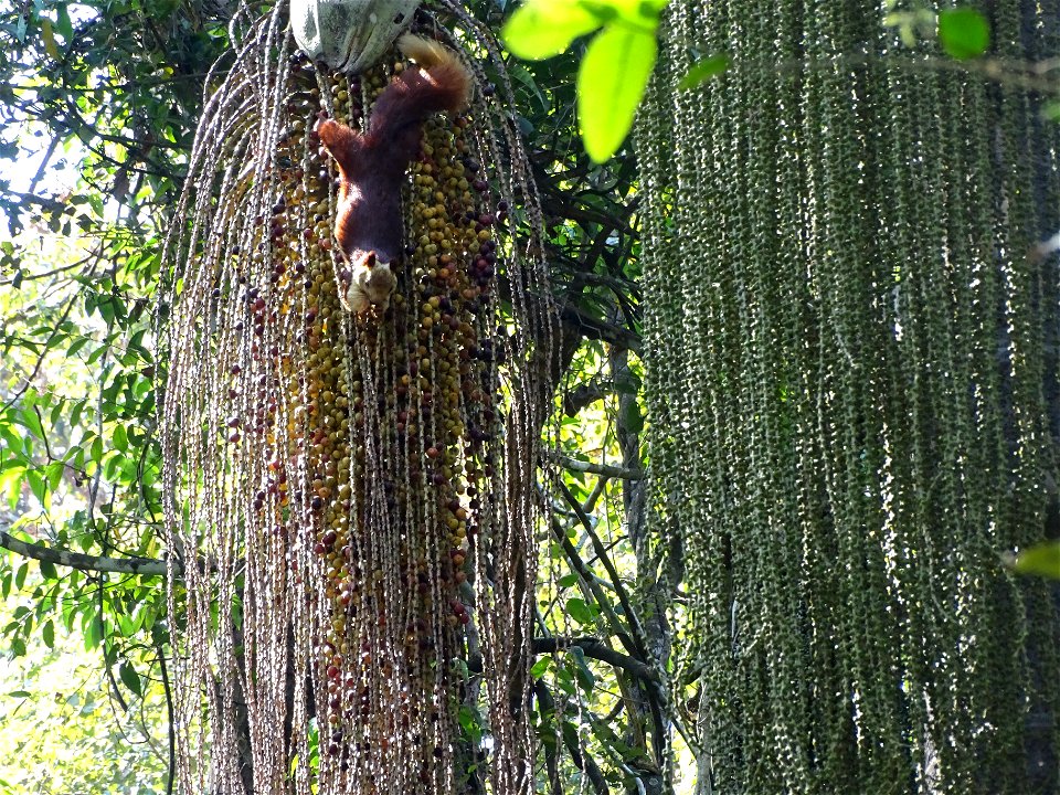 Malabar Giant Squirrel seen on top of Caryota urens. Seen in Ganeshgudi Karnataka