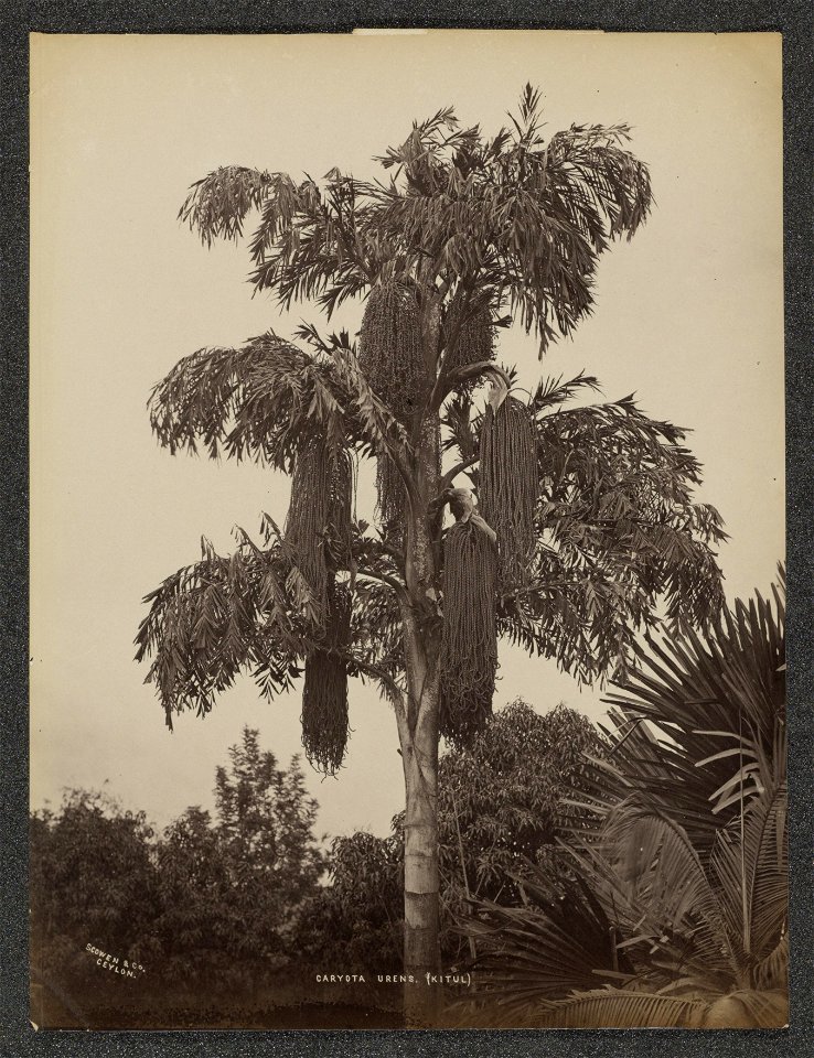 IdentificatieTitel(s): Suikerpalm (Caryota Urens), vermoedelijk op CeylonCaryota Urens (Kitul) (titel op object)Objecttype: foto Objectnummer: RP-F-F01197-AVOmschrijving: Onderdeel van Album met 50 fo