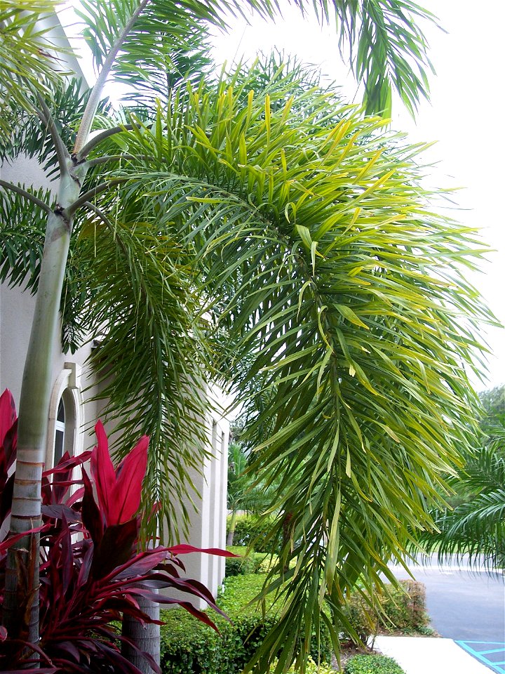 Leaf of the foxtail palm; Tampa, Fl