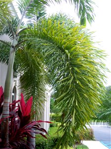 Leaf of the foxtail palm; Tampa, Fl