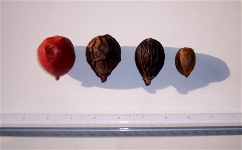 A ripe, a wrinkled, and a cleaned fruit from the Foxtail Palm Wodyetia bifurcata alongside a naked seed.