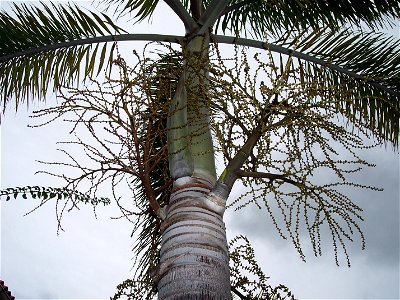 Trunk, crownshaft, and inflorscences