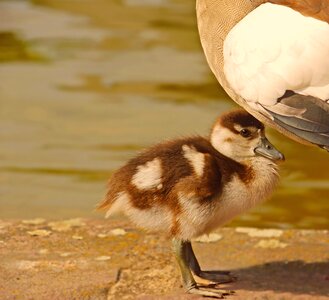 Nilgans geese young animal photo