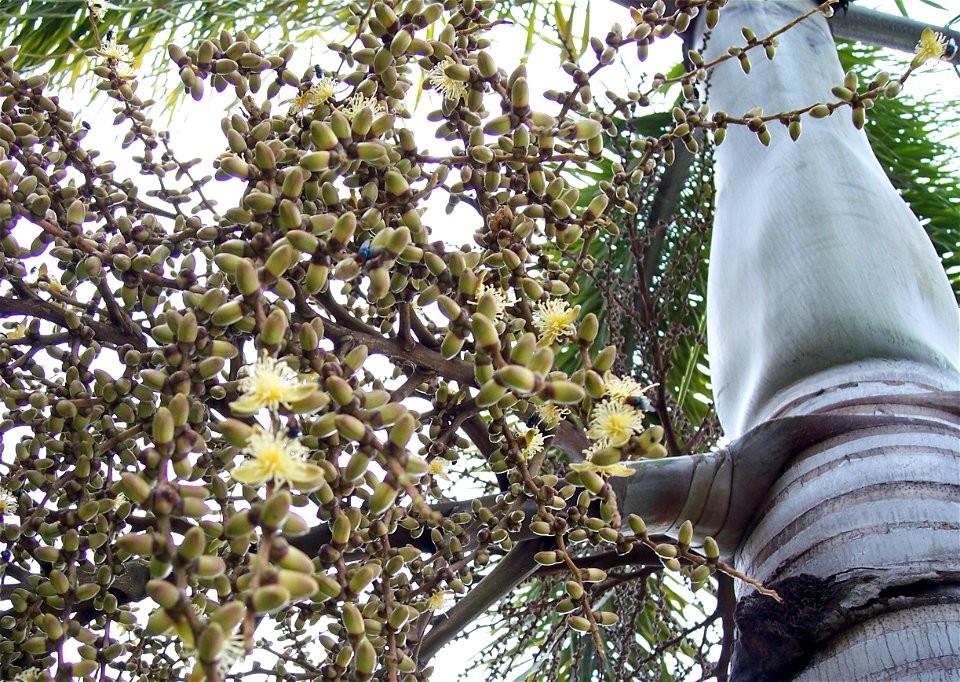 inflorescence in flower