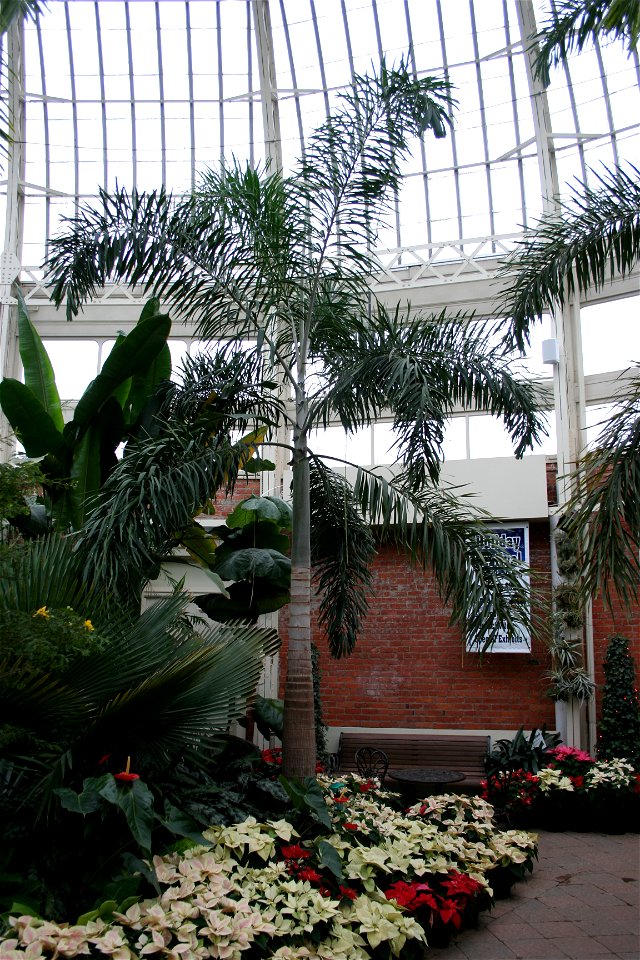 Foxtail Palm (Wodyetia bifurcata) at the Buffalo and Erie County Botanical Gardens.