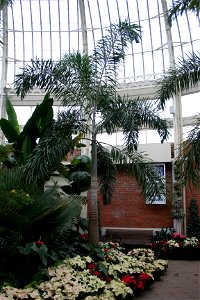 Foxtail Palm (Wodyetia bifurcata) at the Buffalo and Erie County Botanical Gardens.
