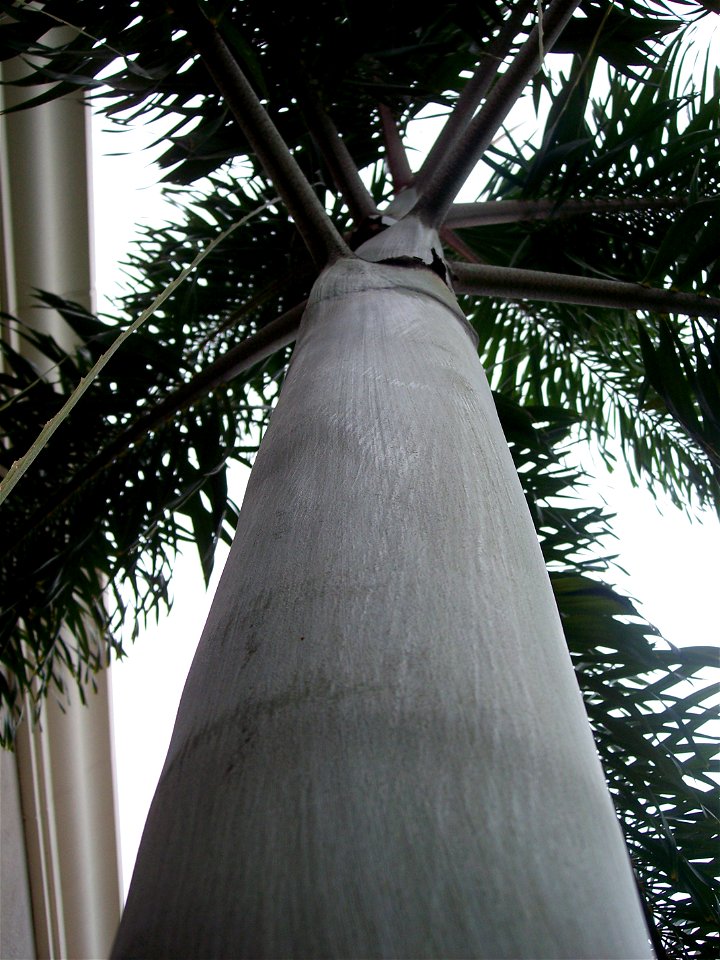 Crownshaft covered in white wax of W. bifurcatum