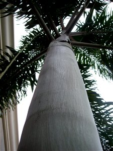 Crownshaft covered in white wax of W. bifurcatum