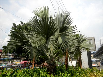 687 Load Limit 15 metric Tons load limit Balintawak Interchange located at EDSA, connecting Legislative districts of Caloocan District 2, Barangays of Caloocan Barangays 138 and 139, Zone 12, Bagong B
