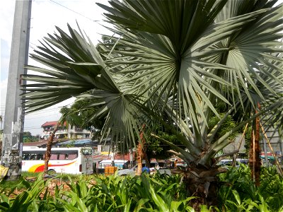 687 Load Limit 15 metric Tons load limit Balintawak Interchange located at EDSA, connecting Legislative districts of Caloocan District 2, Barangays of Caloocan Barangays 138 and 139, Zone 12, Bagong B