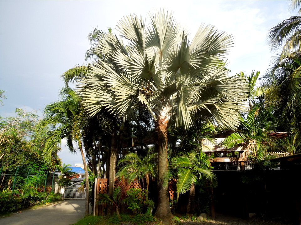 Bismarckia Bismarck Palm Tree, Bismarckia nobilis, Ravenala Ravenala madagascariensis or Traveller's Tree or Traveller's Palm, in Gilbert's Guiguinto Bulacan Restaurant Cuisine of Bulacan, Fried rice 