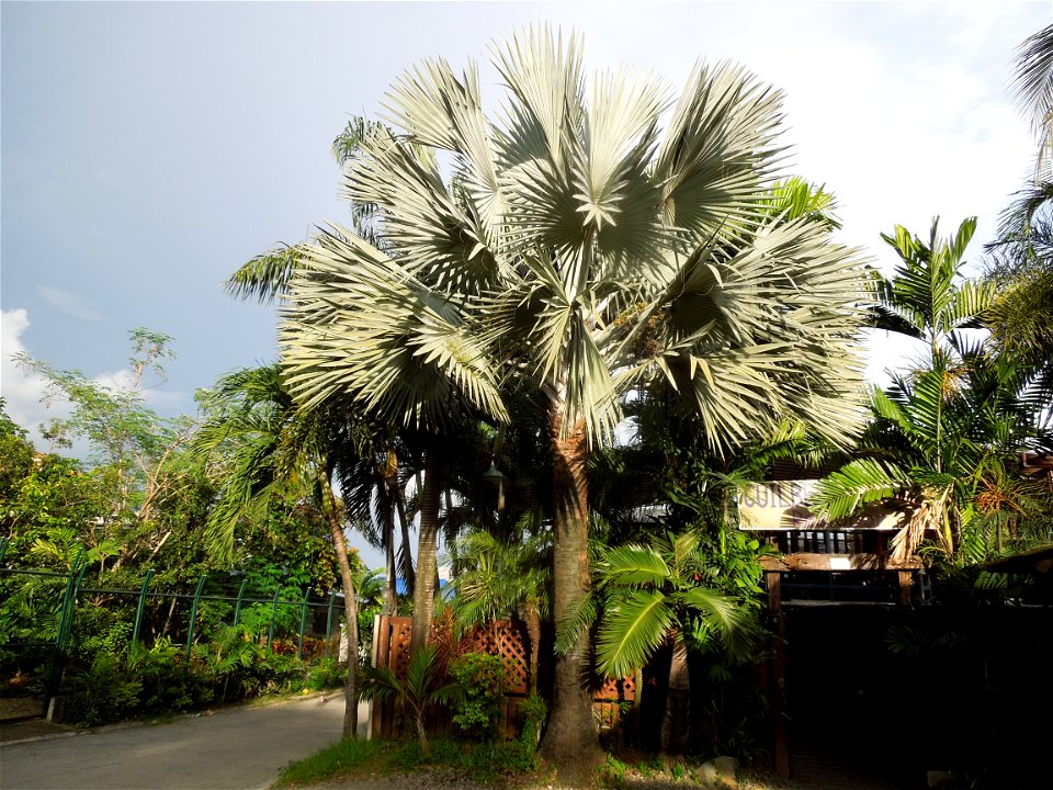 Bismarckia Bismarck Palm Tree, Bismarckia nobilis, Ravenala Ravenala madagascariensis or Traveller's Tree or Traveller's Palm, in Gilbert's Guiguinto Bulacan Restaurant Cuisine of Bulacan, Fried rice 