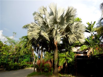 Bismarckia Bismarck Palm Tree, Bismarckia nobilis, Ravenala Ravenala madagascariensis or Traveller's Tree or Traveller's Palm, in Gilbert's Guiguinto Bulacan Restaurant Cuisine of Bulacan, Fried rice 