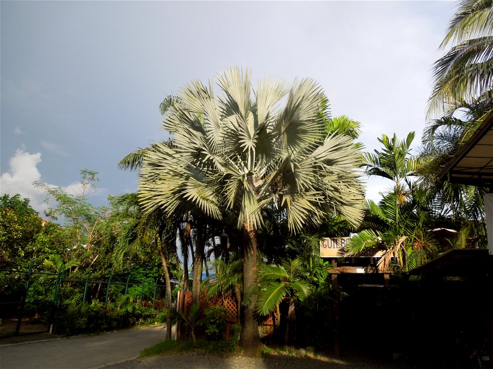 Bismarckia Bismarck Palm Tree, Bismarckia nobilis, Ravenala Ravenala madagascariensis or Traveller's Tree or Traveller's Palm, in Gilbert's Guiguinto Bulacan Restaurant Cuisine of Bulacan, Fried rice 