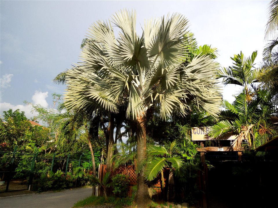 Bismarckia Bismarck Palm Tree, Bismarckia nobilis, Ravenala Ravenala madagascariensis or Traveller's Tree or Traveller's Palm, in Gilbert's Guiguinto Bulacan Restaurant Cuisine of Bulacan, Fried rice 