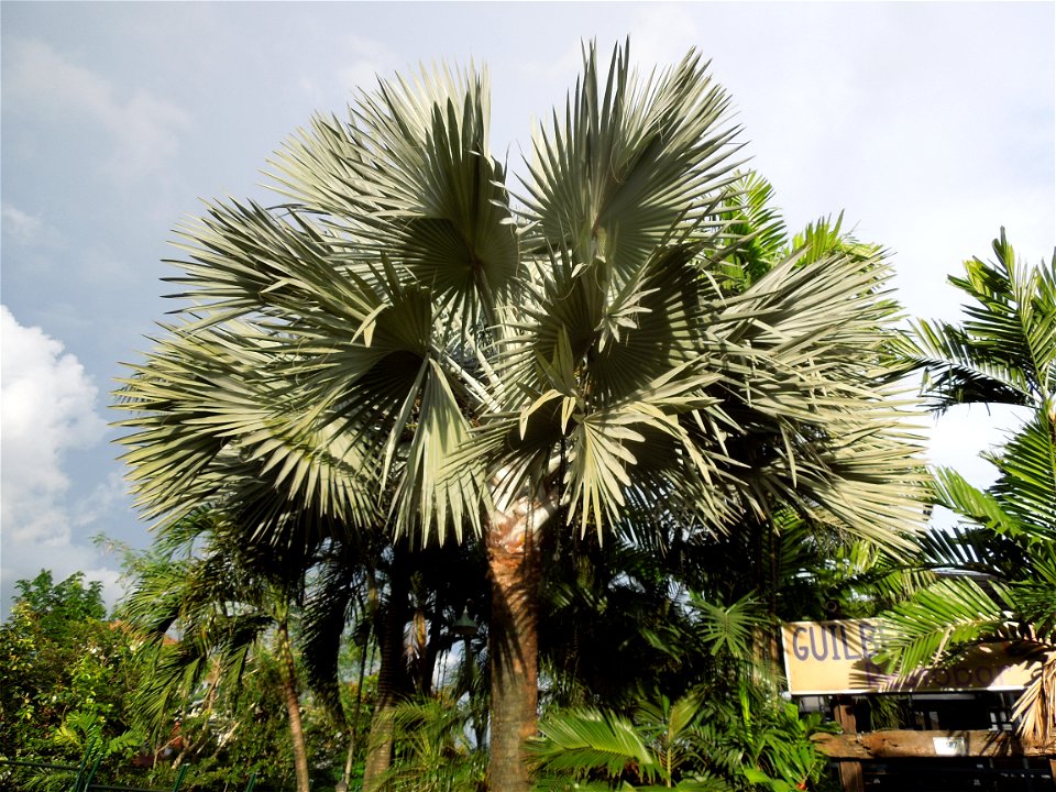 Bismarckia Bismarck Palm Tree, Bismarckia nobilis, Ravenala Ravenala madagascariensis or Traveller's Tree or Traveller's Palm, in Gilbert's Guiguinto Bulacan Restaurant Cuisine of Bulacan, Fried rice 