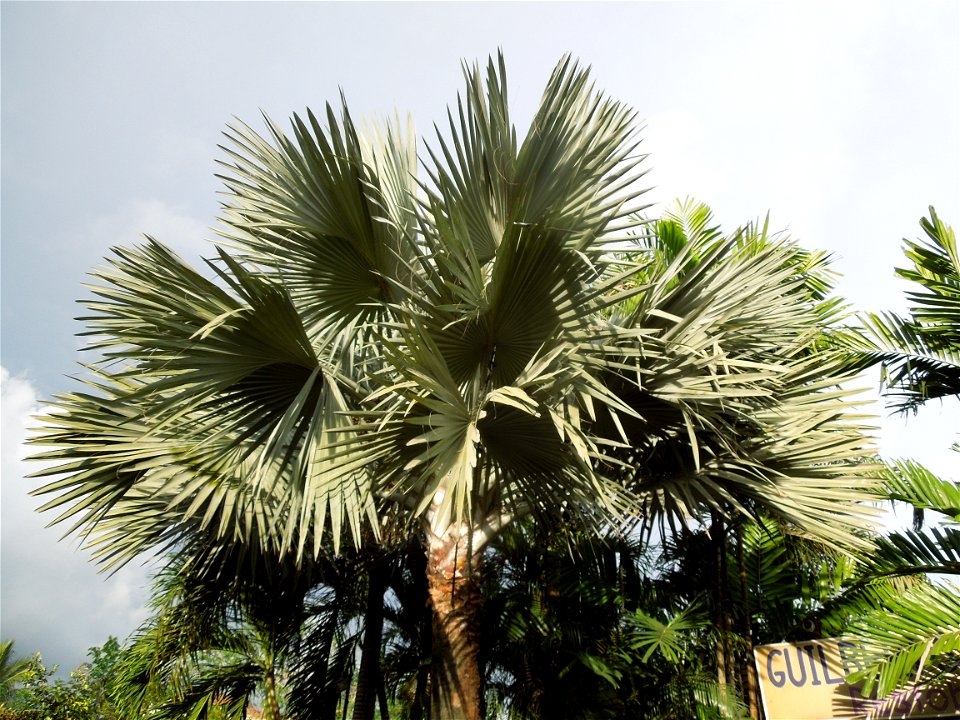 Bismarckia Bismarck Palm Tree, Bismarckia nobilis, Ravenala Ravenala madagascariensis or Traveller's Tree or Traveller's Palm, in Gilbert's Guiguinto Bulacan Restaurant Cuisine of Bulacan, Fried rice 