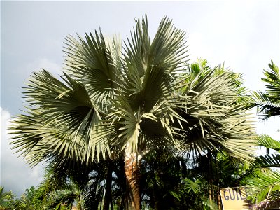 Bismarckia Bismarck Palm Tree, Bismarckia nobilis, Ravenala Ravenala madagascariensis or Traveller's Tree or Traveller's Palm, in Gilbert's Guiguinto Bulacan Restaurant Cuisine of Bulacan, Fried rice 