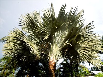 Bismarckia Bismarck Palm Tree, Bismarckia nobilis, Ravenala Ravenala madagascariensis or Traveller's Tree or Traveller's Palm, in Gilbert's Guiguinto Bulacan Restaurant Cuisine of Bulacan, Fried rice 