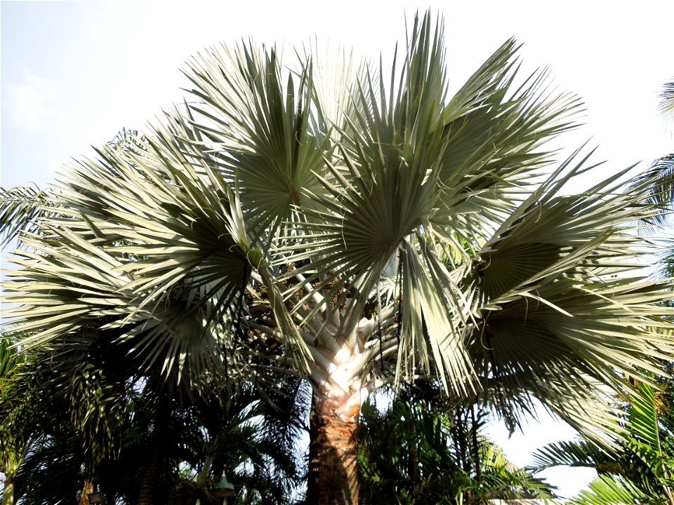 Bismarckia Bismarck Palm Tree, Bismarckia nobilis, Ravenala Ravenala madagascariensis or Traveller's Tree or Traveller's Palm, in Gilbert's Guiguinto Bulacan Restaurant Cuisine of Bulacan, Fried rice 