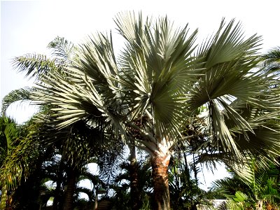 Bismarckia Bismarck Palm Tree, Bismarckia nobilis, Ravenala Ravenala madagascariensis or Traveller's Tree or Traveller's Palm, in Gilbert's Guiguinto Bulacan Restaurant Cuisine of Bulacan, Fried rice 