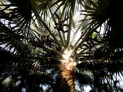 Bismarckia Bismarck Palm Tree, Bismarckia nobilis, Ravenala Ravenala madagascariensis or Traveller's Tree or Traveller's Palm, in Gilbert's Guiguinto Bulacan Restaurant Cuisine of Bulacan, Fried rice 