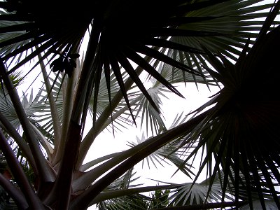 Bismarckia nobilis in Charlotte Amalie, St. Thomas, United States Virgin Islands.