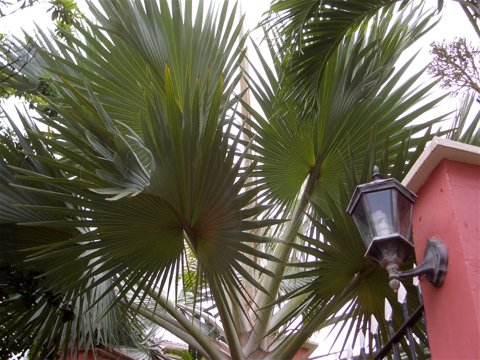 Bismarckia nobilis in Charlotte Amalie, St. Thomas, United States Virgin Islands.