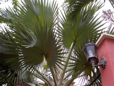 Bismarckia nobilis in Charlotte Amalie, St. Thomas, United States Virgin Islands.