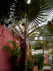 Bismarckia nobilis in Charlotte Amalie, St. Thomas, United States Virgin Islands.