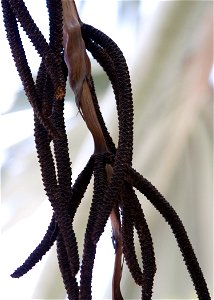 Flowers, rachis, and bract.