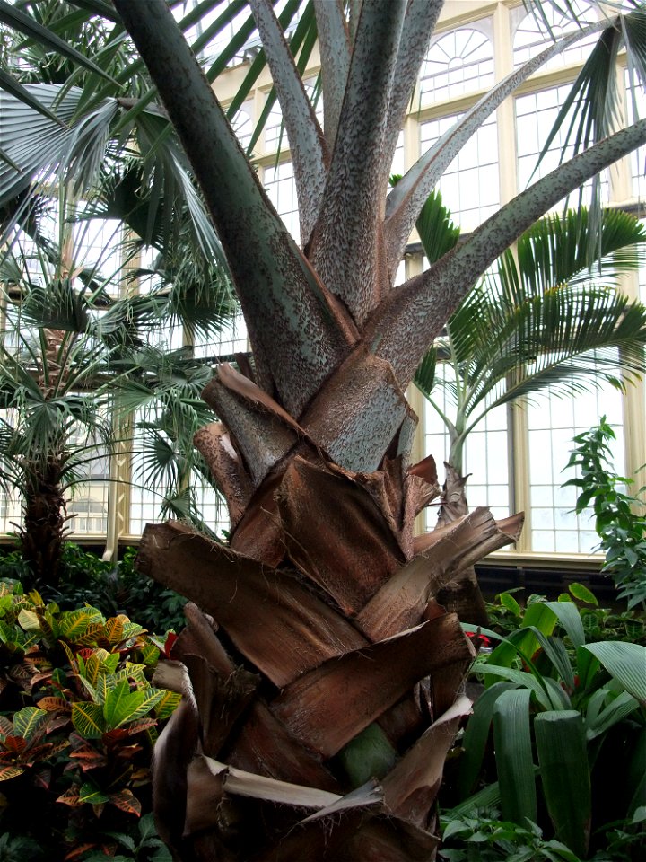 A photograph of Bismarckia nobilis.