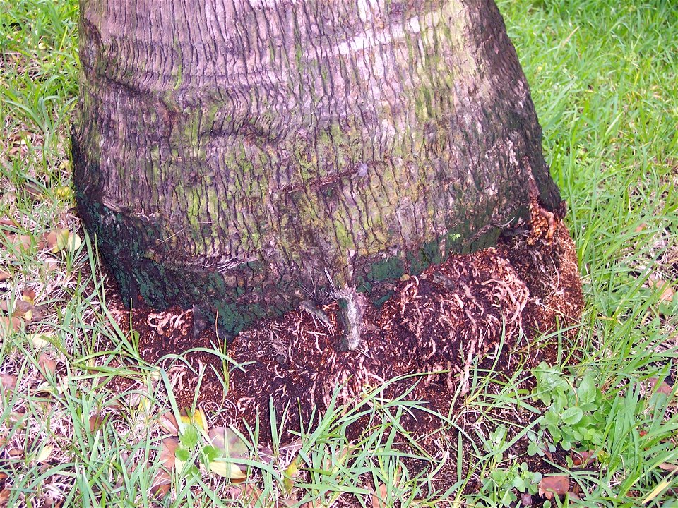Emerging aerial roots at base.