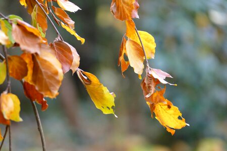 Autumn gold color