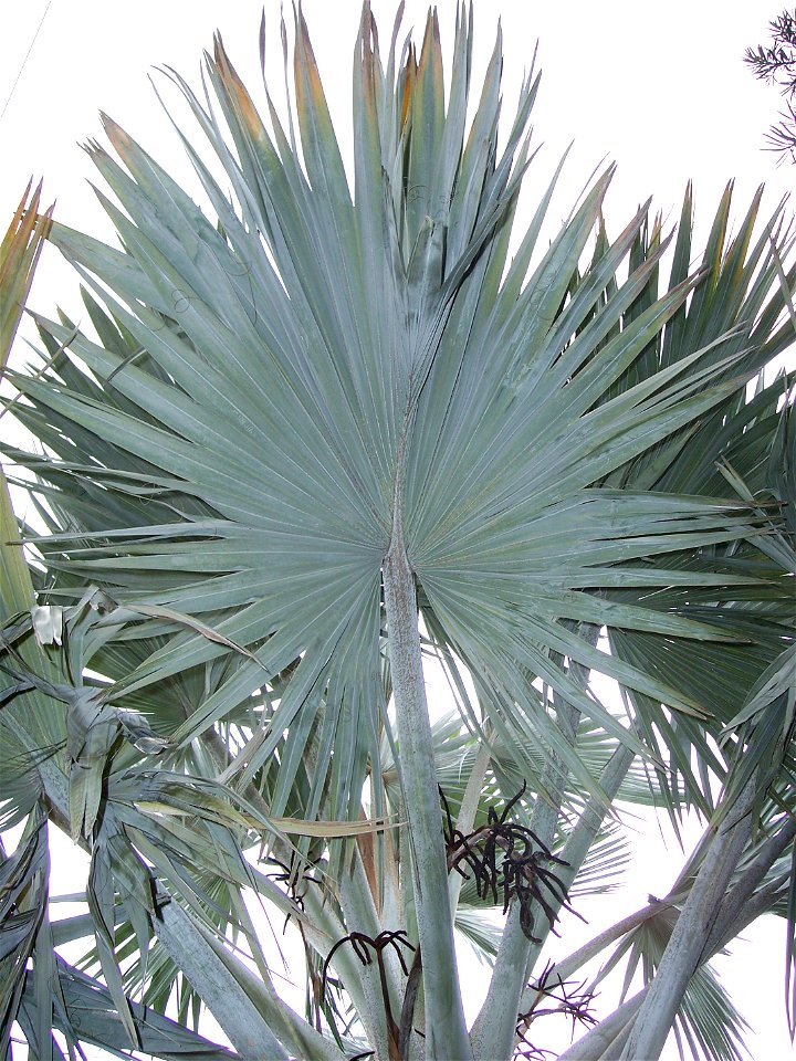 Bismarckia nobilis foliage and inflorescences in Tampa, Fl.