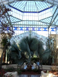 Palm House in the Adelaide Botanical Gardens photo