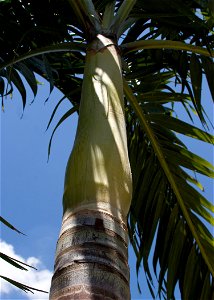 Adonidia merrillii trunk shaft