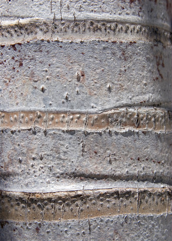 Adonidia merrillii trunk