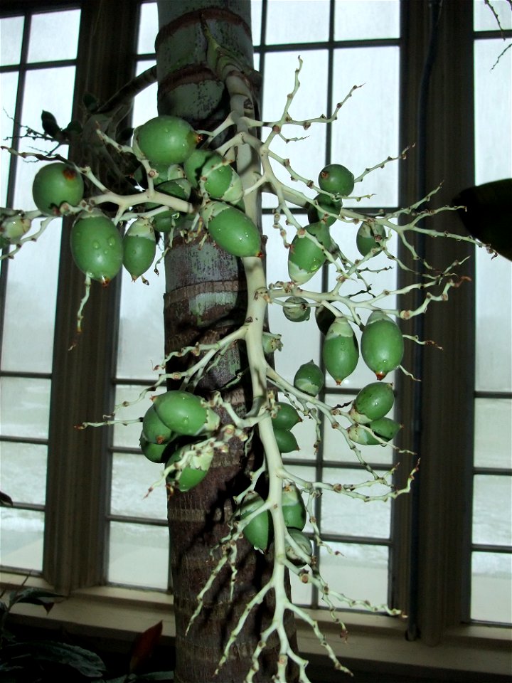 A closeup of the fruit of Adonidia merrillii.